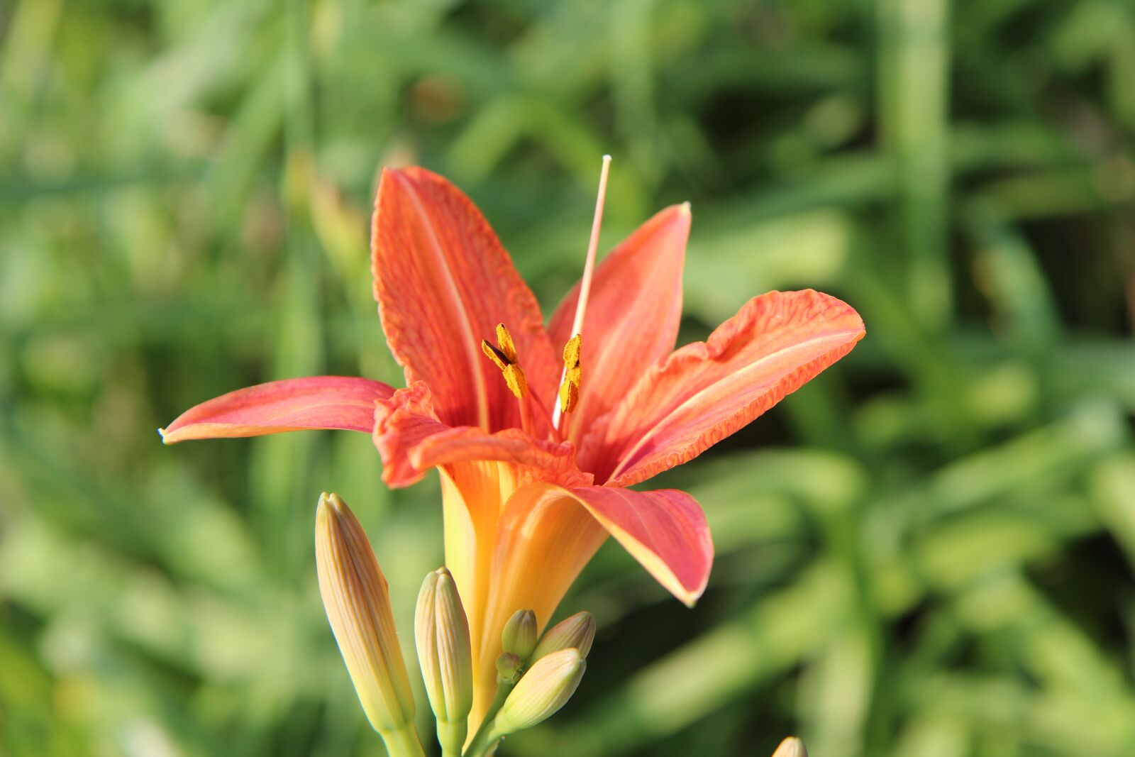 Canon EOS 600D (Rebel EOS T3i / EOS Kiss X5) sample photo. Lys, lily orange, orange photography