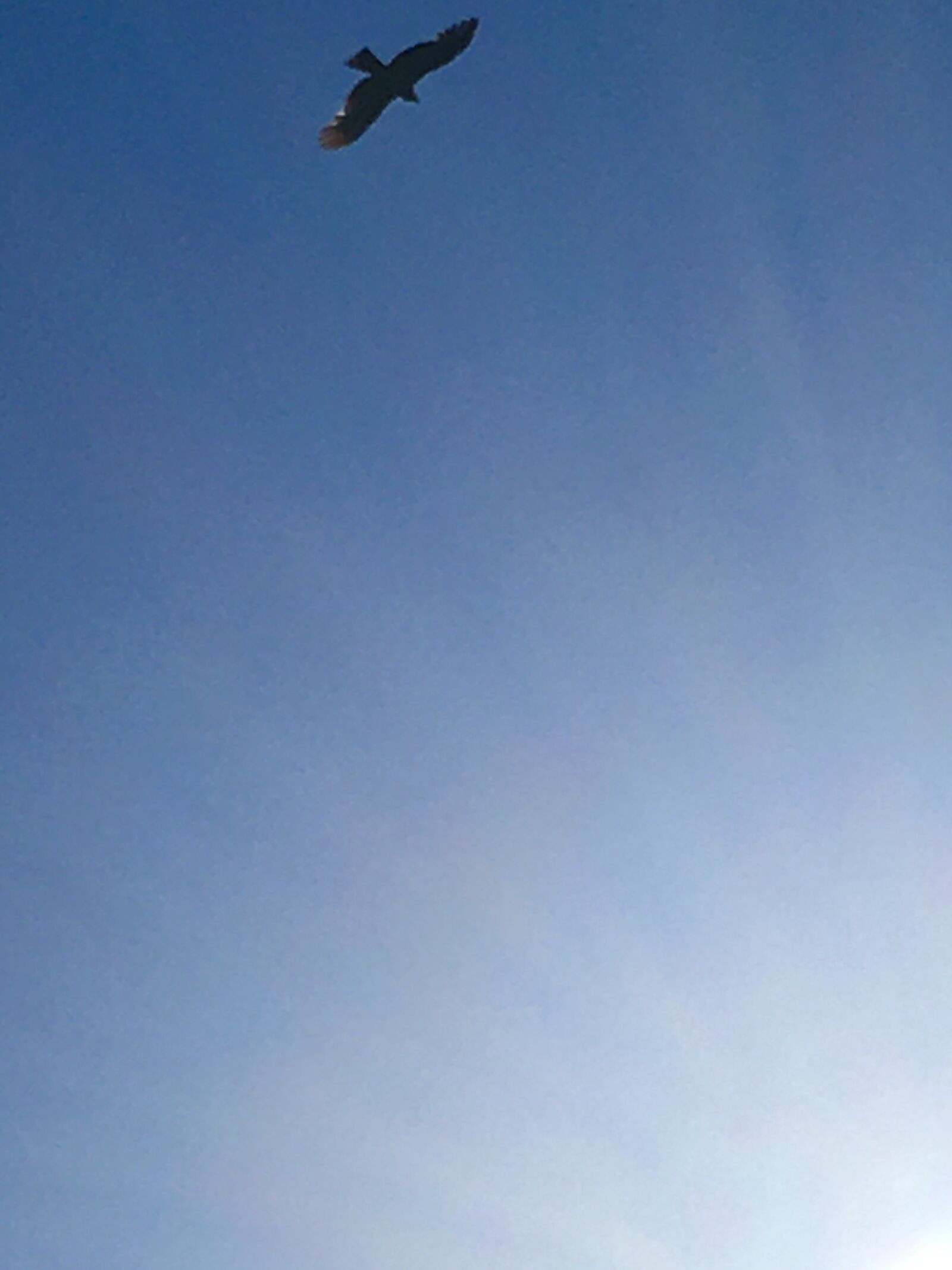 iPhone SE back camera 4.15mm f/2.2 sample photo. Sky, bird, light photography