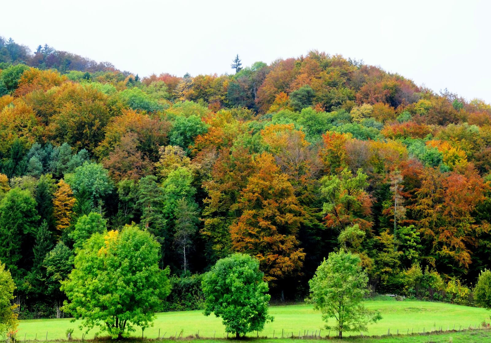Sony Cyber-shot DSC-HX50V sample photo. Autumn, forest, nature photography