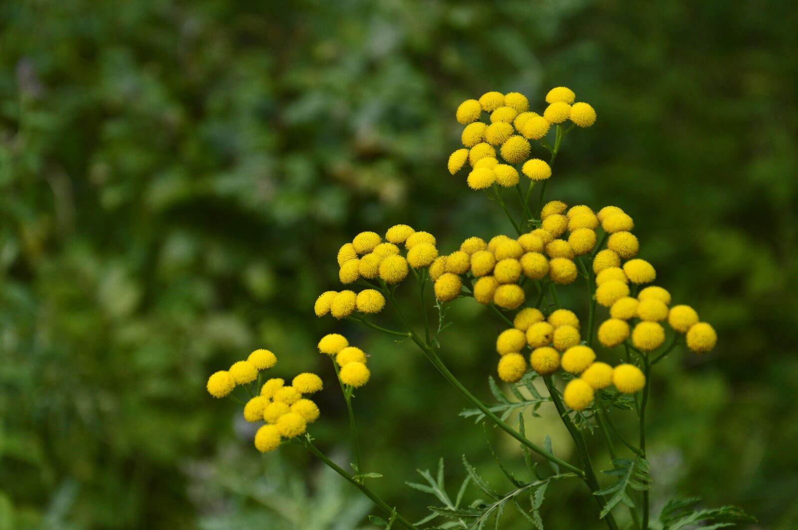 Nikon D3200 sample photo. Flower, plant, garden photography