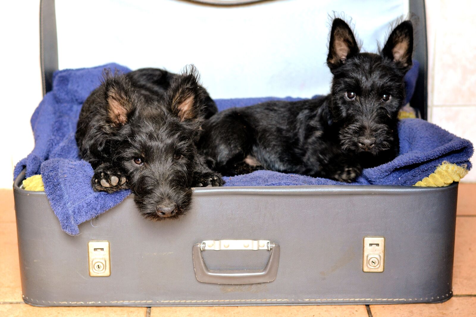 Nikon D3100 sample photo. Scottish terriers, suitcase bed photography