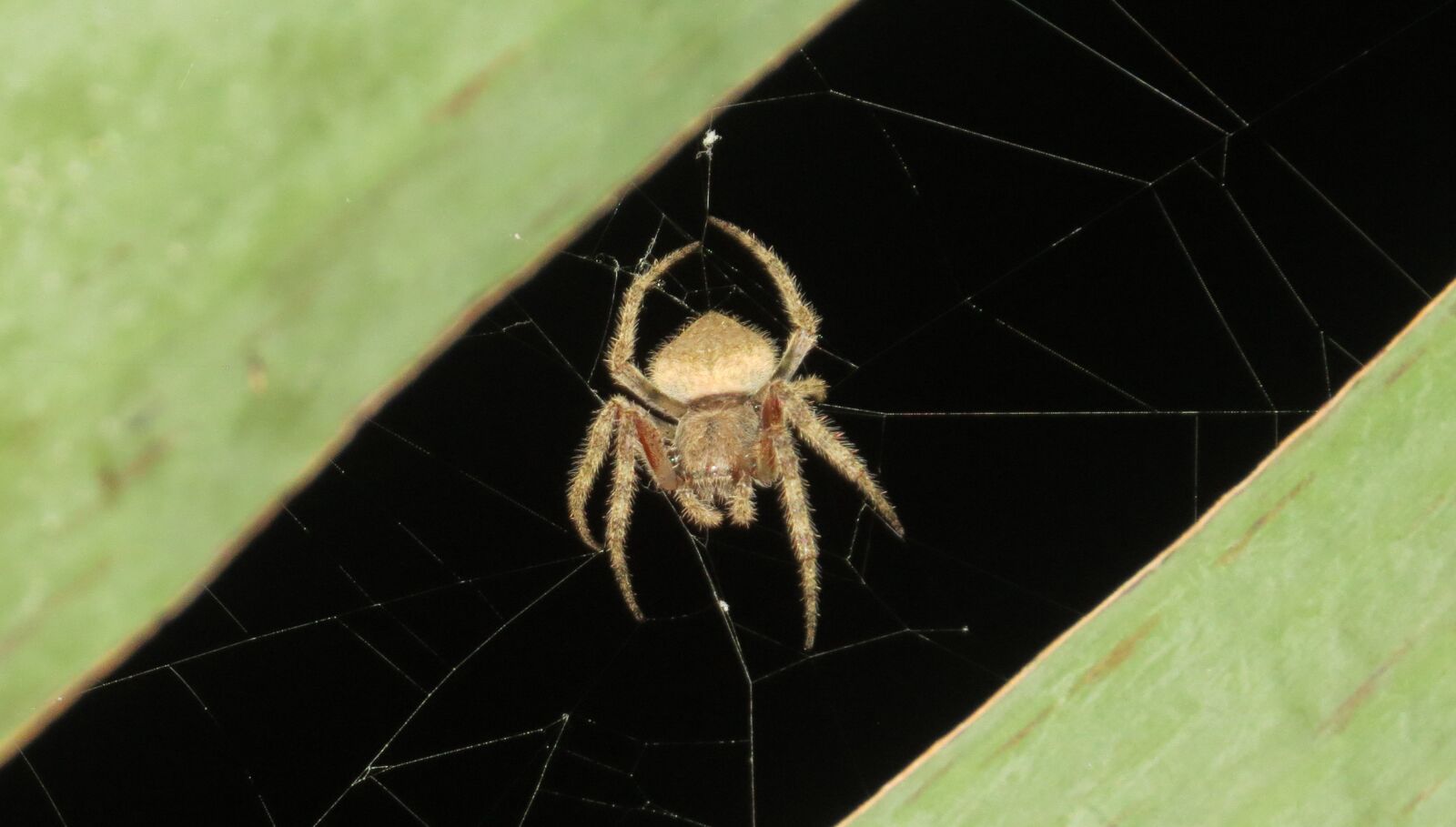 Canon PowerShot SX50 HS sample photo. Nature, arachnid, insect photography