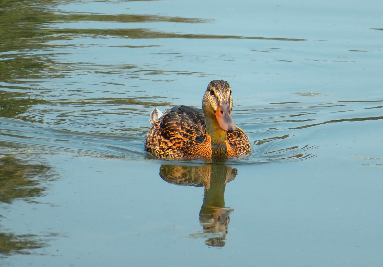 4.3 - 172.0 mm sample photo. Duck, waterfowl, pond photography