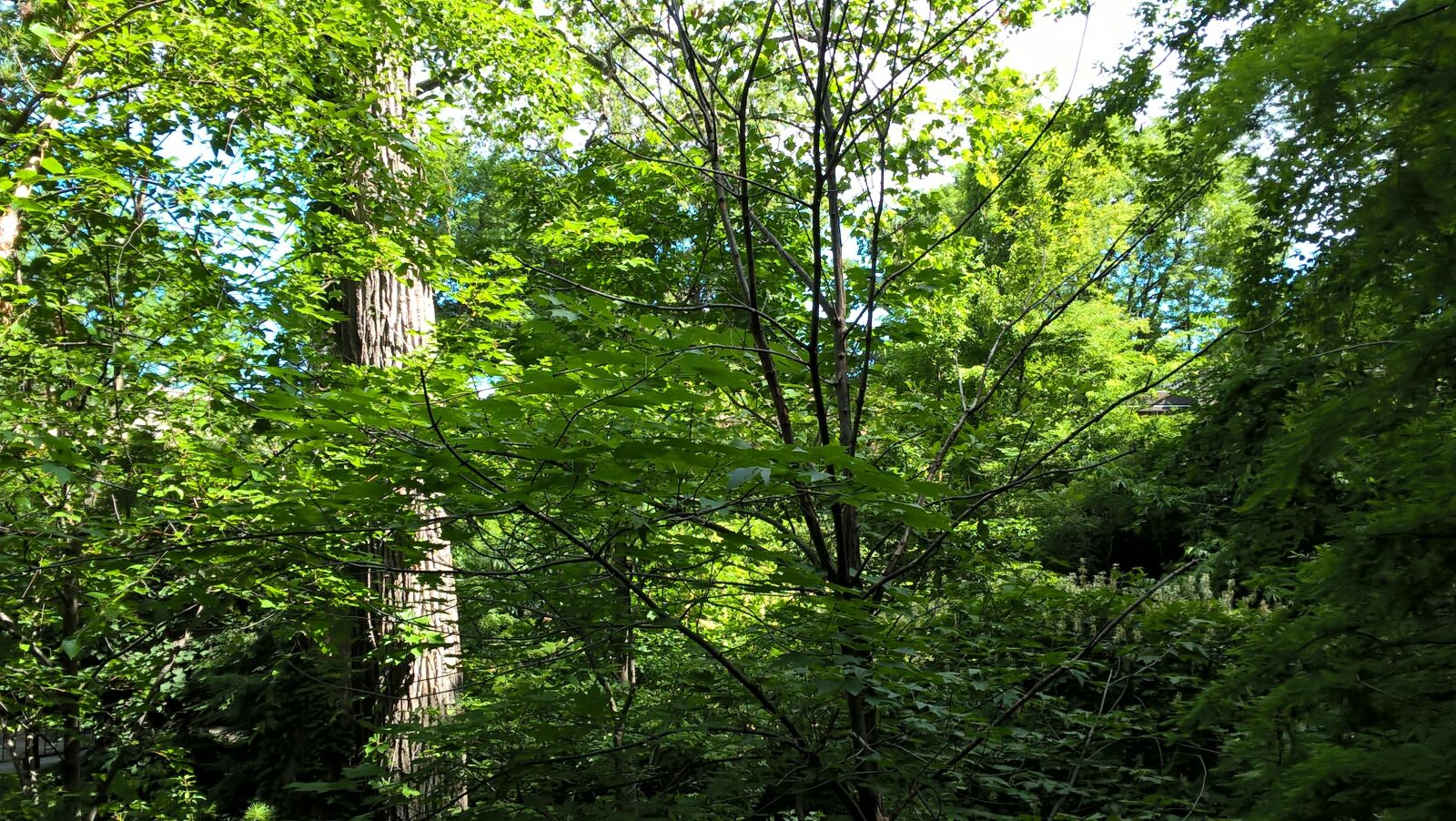Microsoft Lumia 640 LTE sample photo. Tree, tree house, woods photography