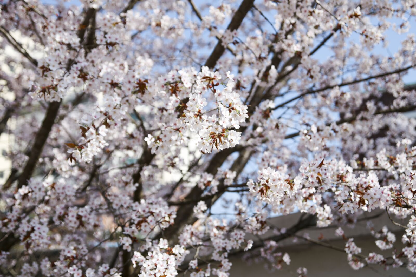 Canon EOS 6D sample photo. Wood, cherry blossom, sakura photography