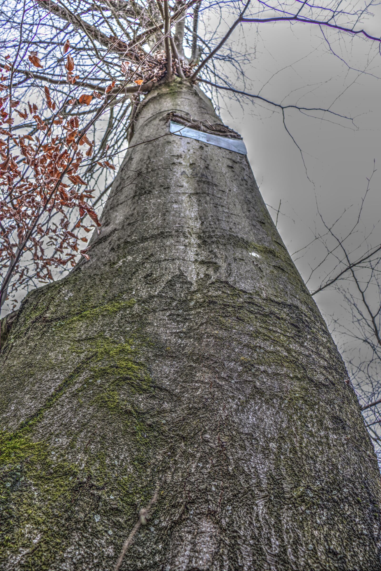 Canon EOS 200D (EOS Rebel SL2 / EOS Kiss X9) sample photo. Tree, nature, forest photography