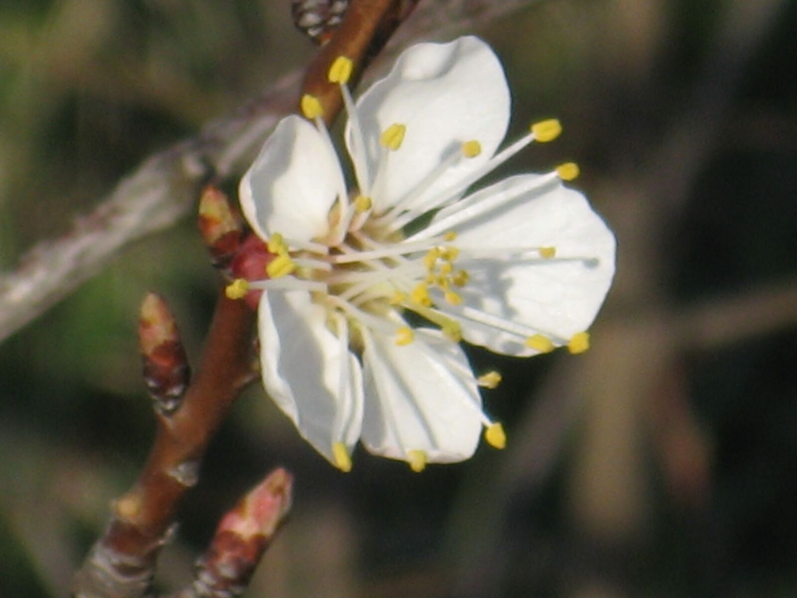 Canon POWERSHOT A550 sample photo. Blossom, march, spring, tree photography
