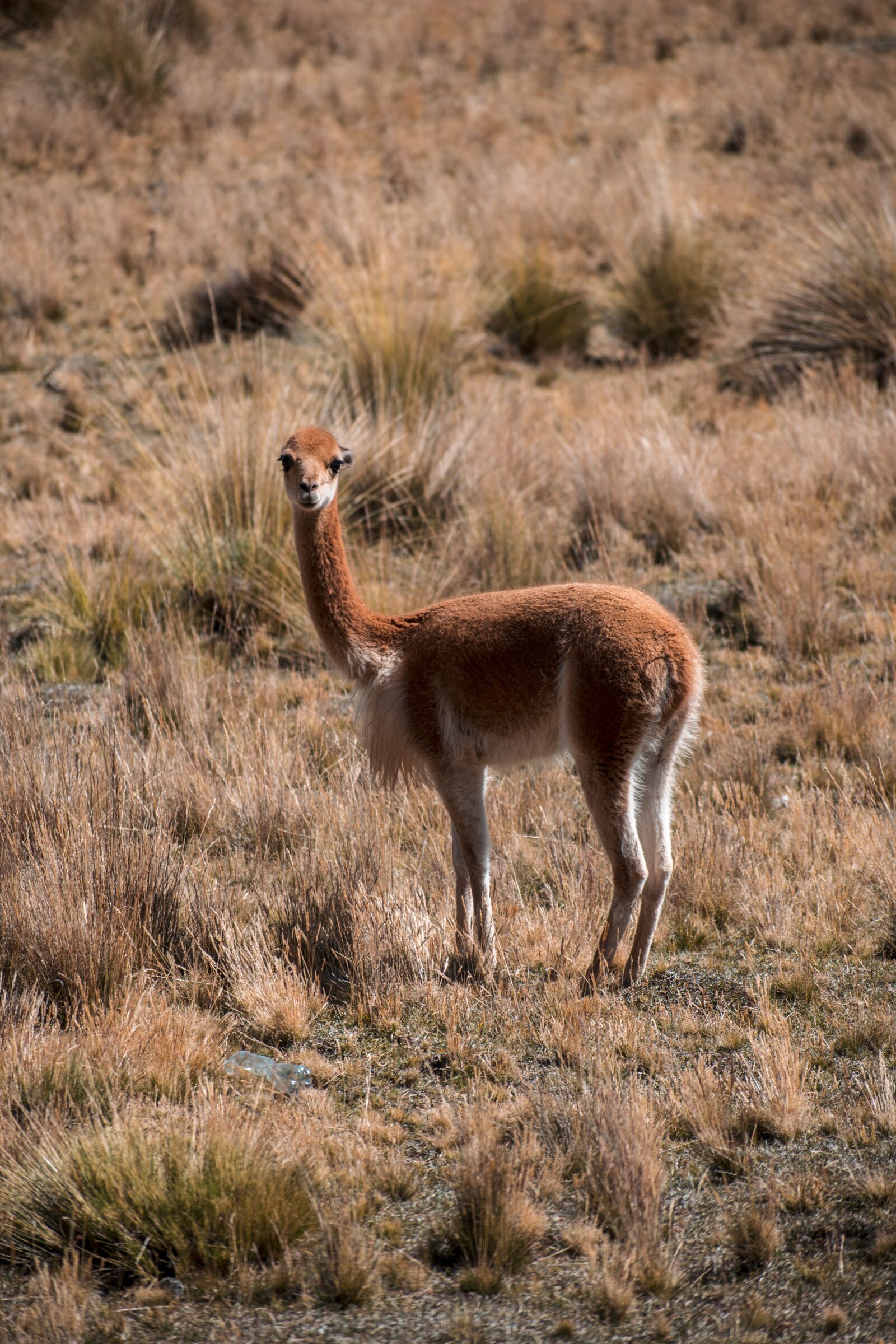 Nikon D3300 sample photo. Vicuña, animal, animals photography