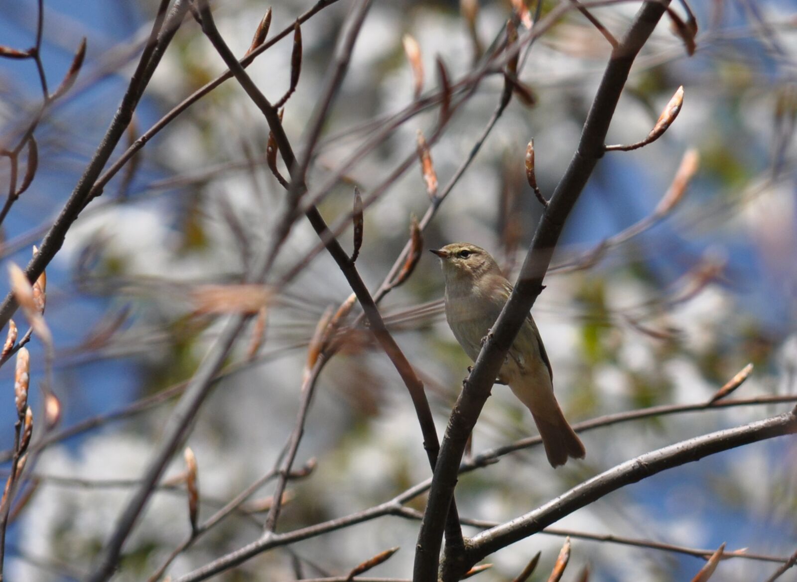 Nikon D90 sample photo. Chiffchaff, phylloscopus collybita, warbler photography