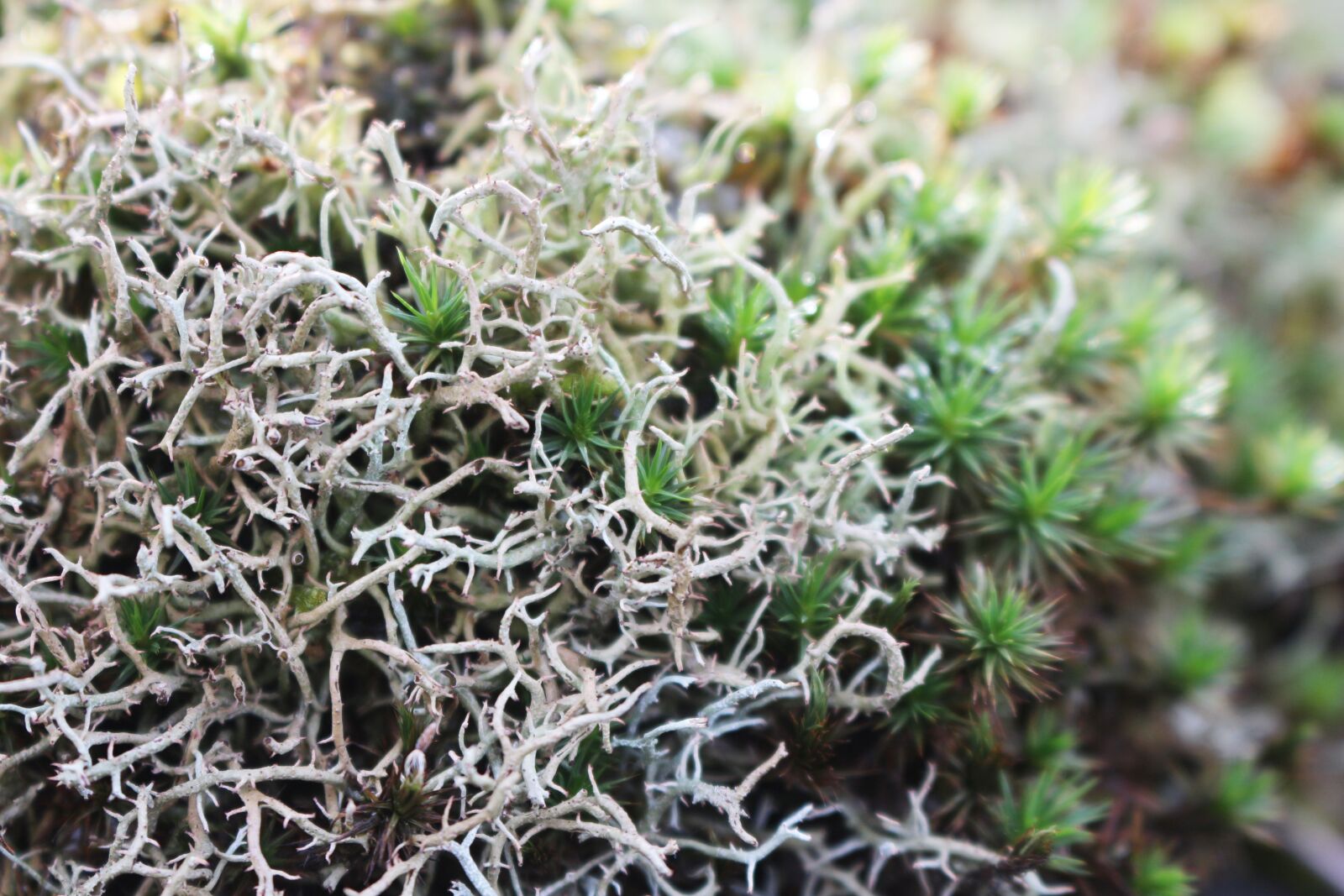 Canon EOS 700D (EOS Rebel T5i / EOS Kiss X7i) sample photo. Bryophyta, moss, nature photography