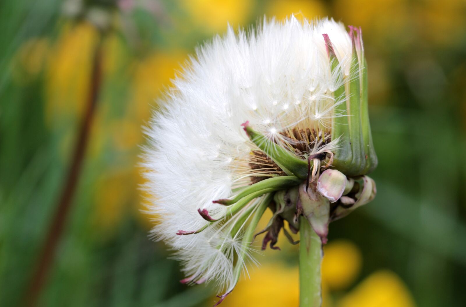 Canon EOS 650D (EOS Rebel T4i / EOS Kiss X6i) sample photo. Dandelion, flying seeds, seeds photography