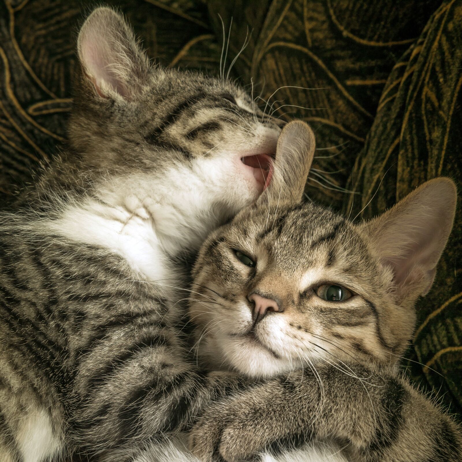 30mm F1.4 DC DN | Contemporary 016 sample photo. Cat, two, friendship photography