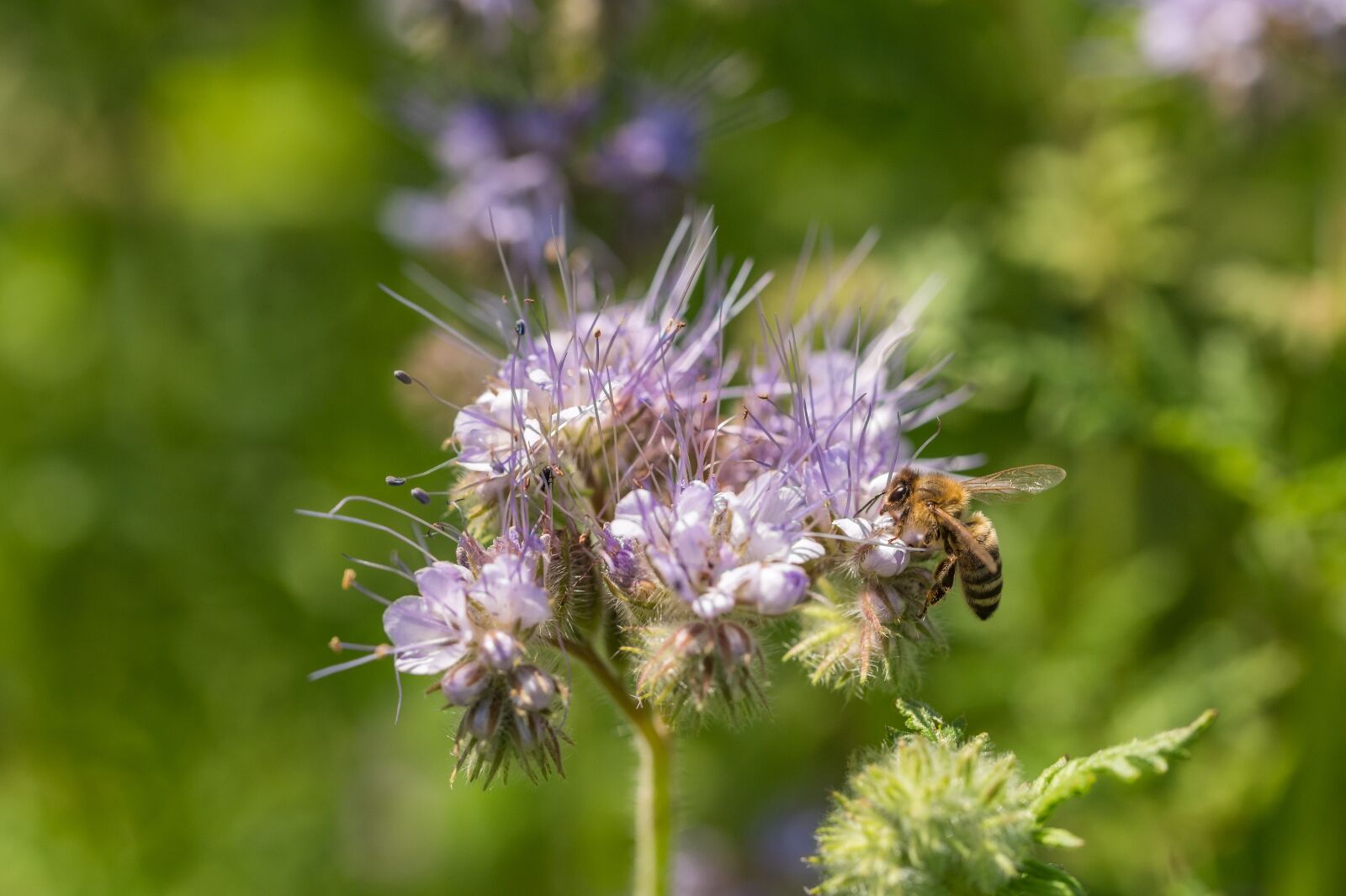 Nikon Z6 sample photo. Hummel, flower, blossom photography