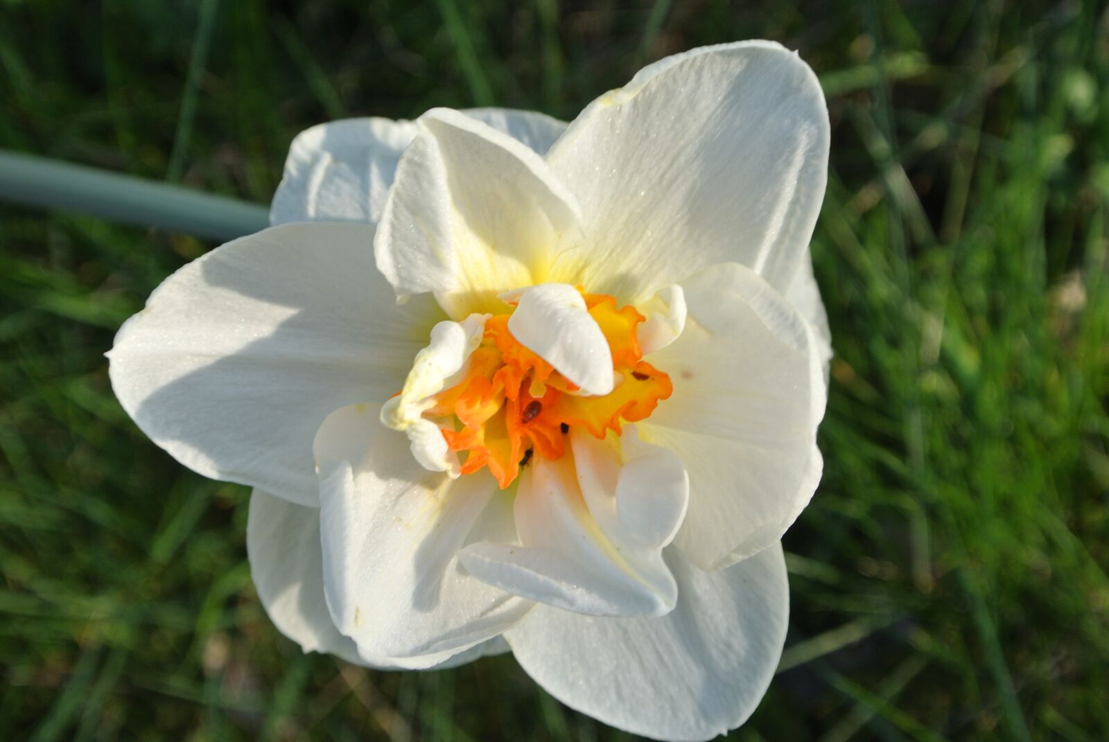 Nikon 1 J2 sample photo. Narcissus, flower, white photography
