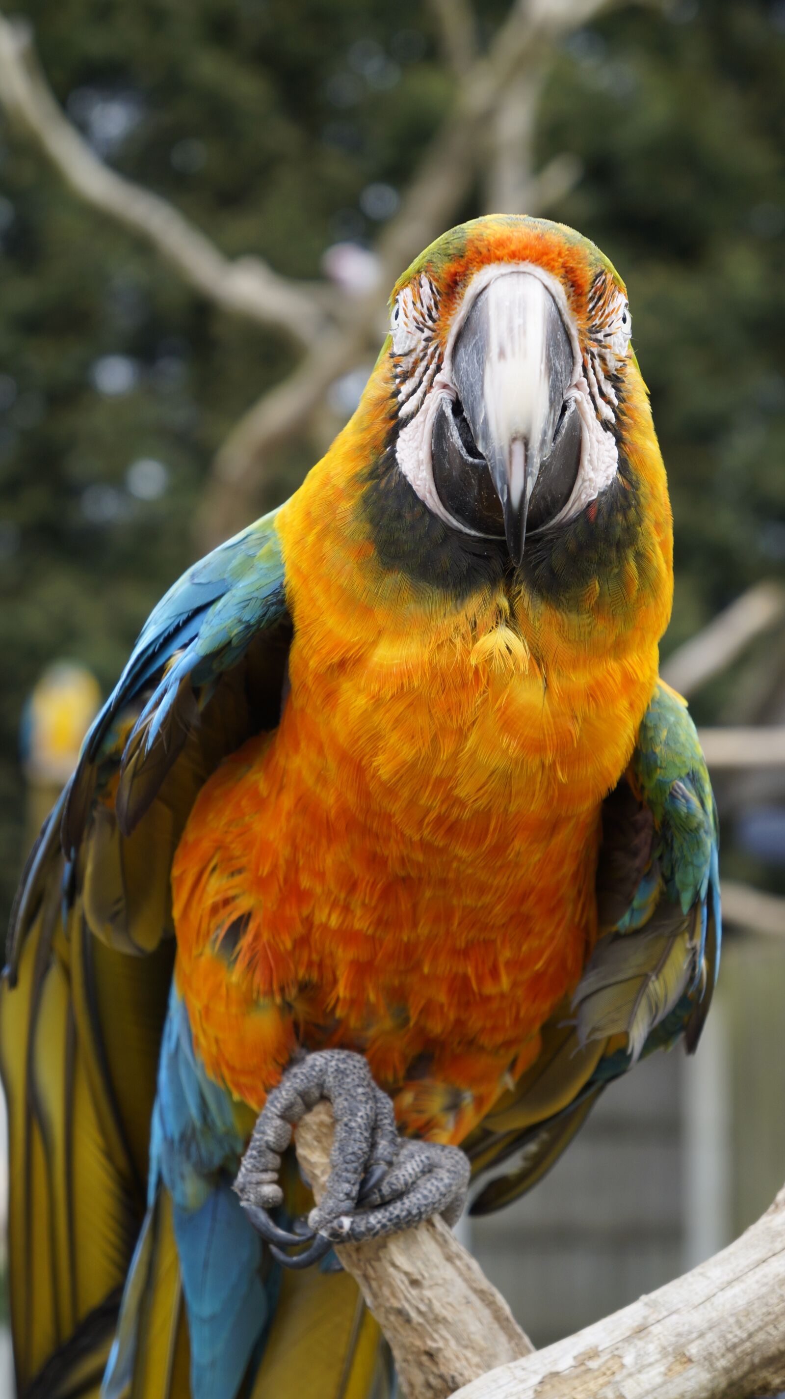 Sony Alpha a3000 sample photo. Parrot, bird, animal photography