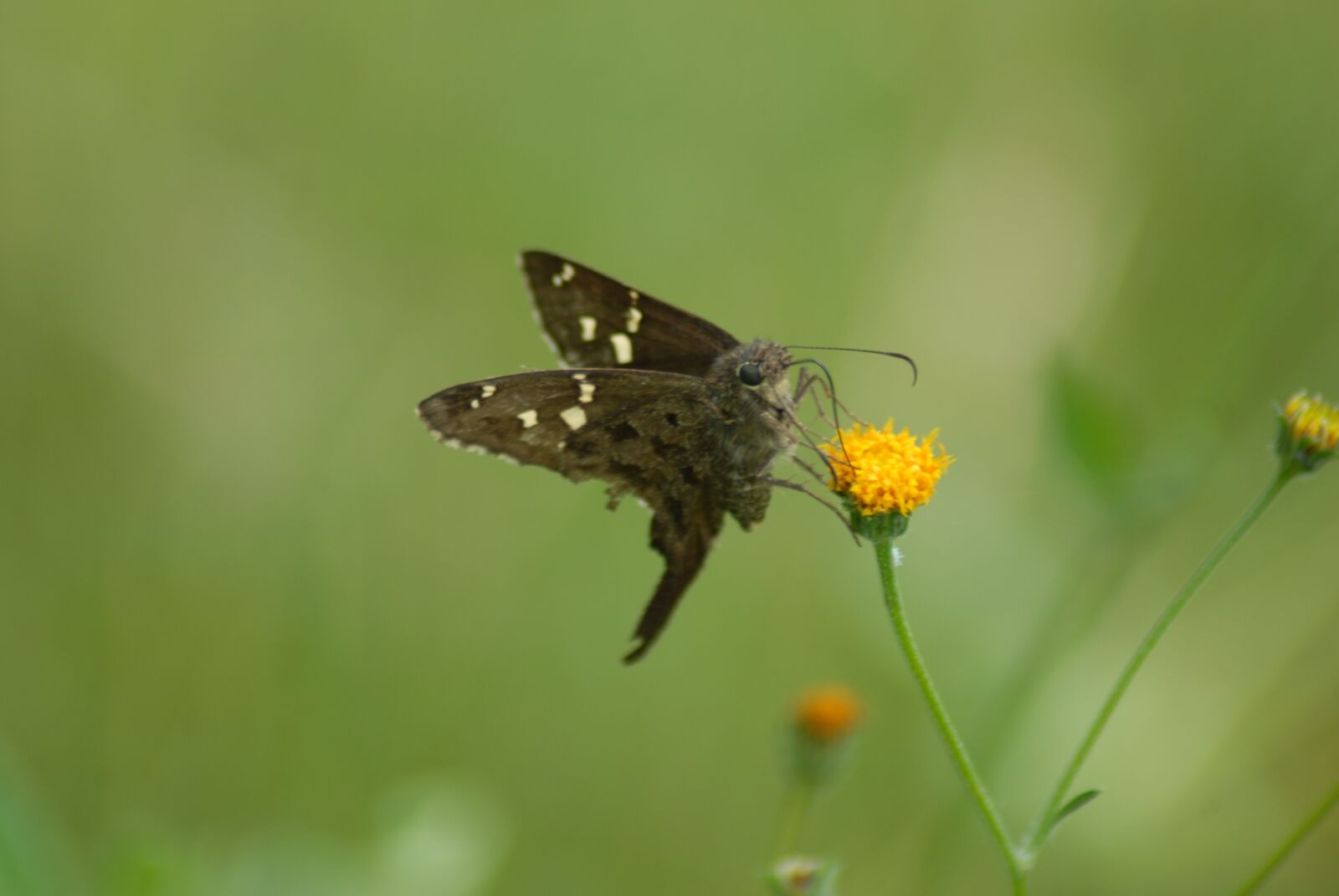 Nikon D200 sample photo. Butterfly, insect, garden photography