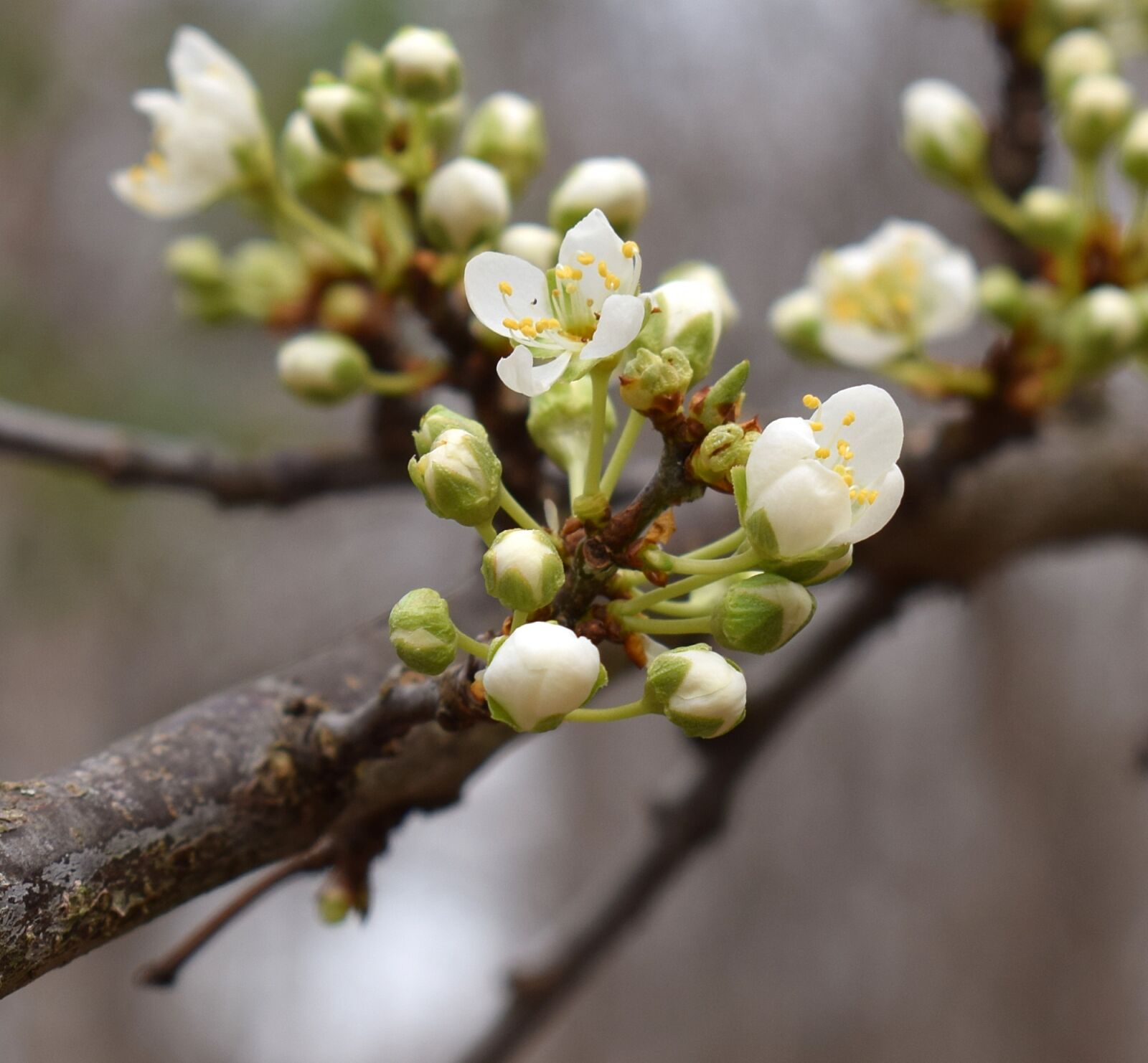 Nikon D3300 sample photo. Cherry blossoms, bud, blossom photography