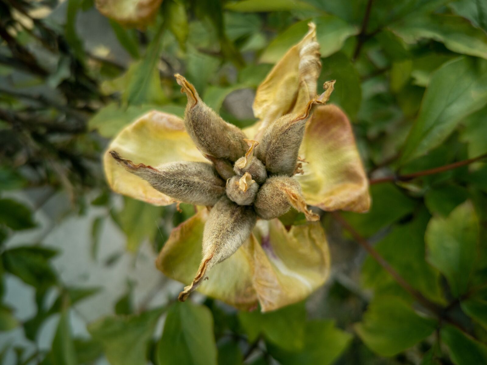 HUAWEI P30 Pro Rear Main Camera sample photo. The seminar, flower, green photography