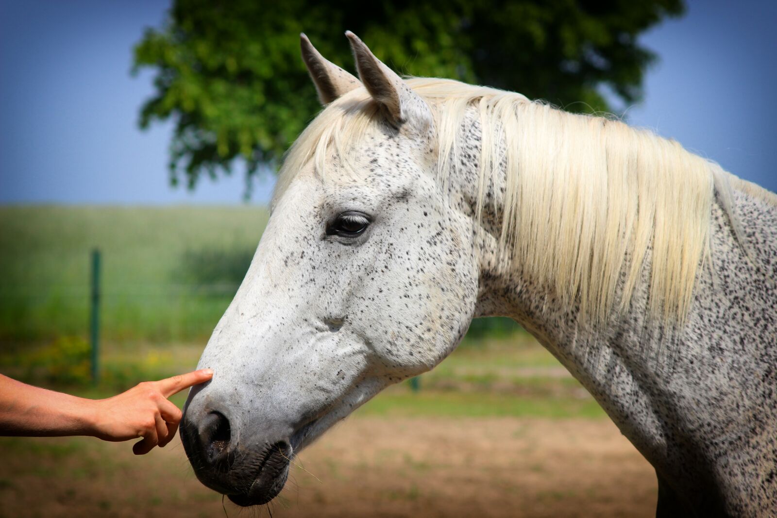 Canon EOS 600D (Rebel EOS T3i / EOS Kiss X5) sample photo. Horse, horse head, hand photography