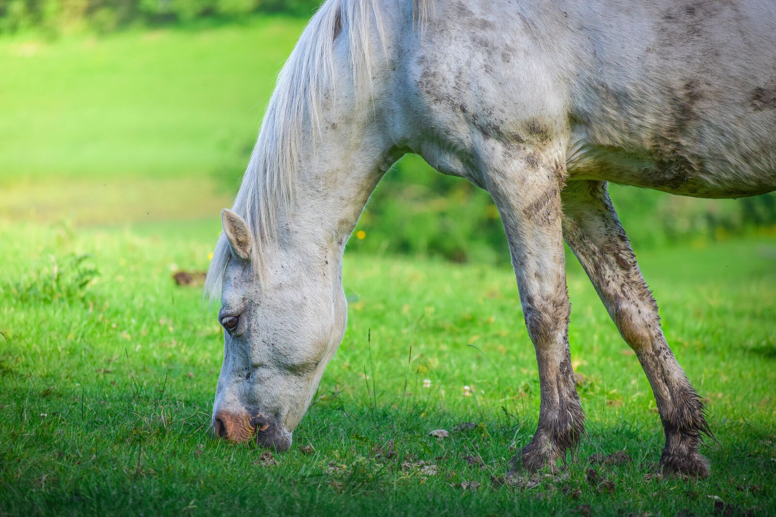 Nikon D3300 sample photo. Animal, horse, eat photography