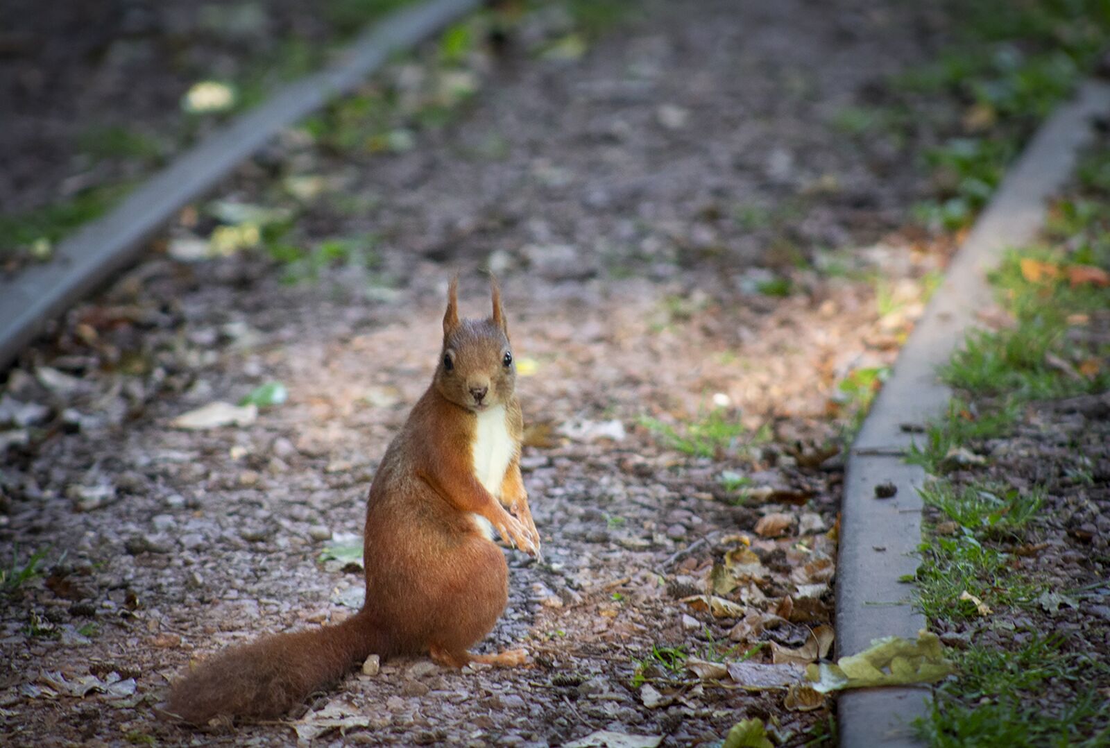 Canon EOS 60D sample photo. Squirrel, nature, small photography