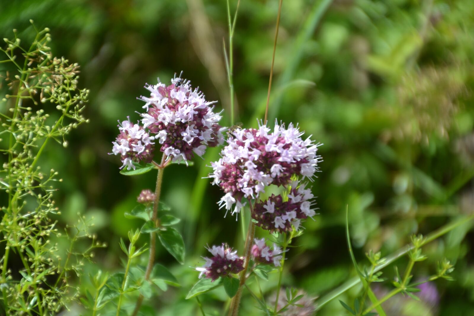 Nikon D3100 sample photo. Flower, wild flower, nature photography