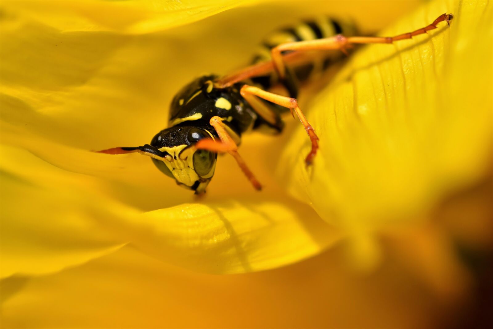 Nikon D7200 sample photo. Wasp, insect, sting photography