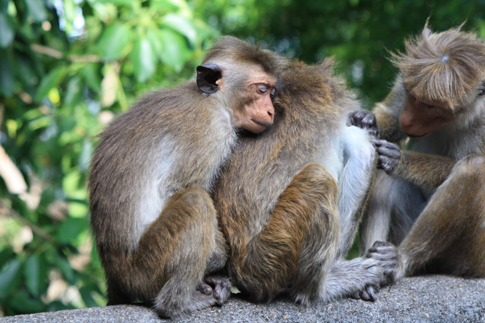 Canon EOS 1000D (EOS Digital Rebel XS / EOS Kiss F) sample photo. Monkey, sri lanka, sri photography