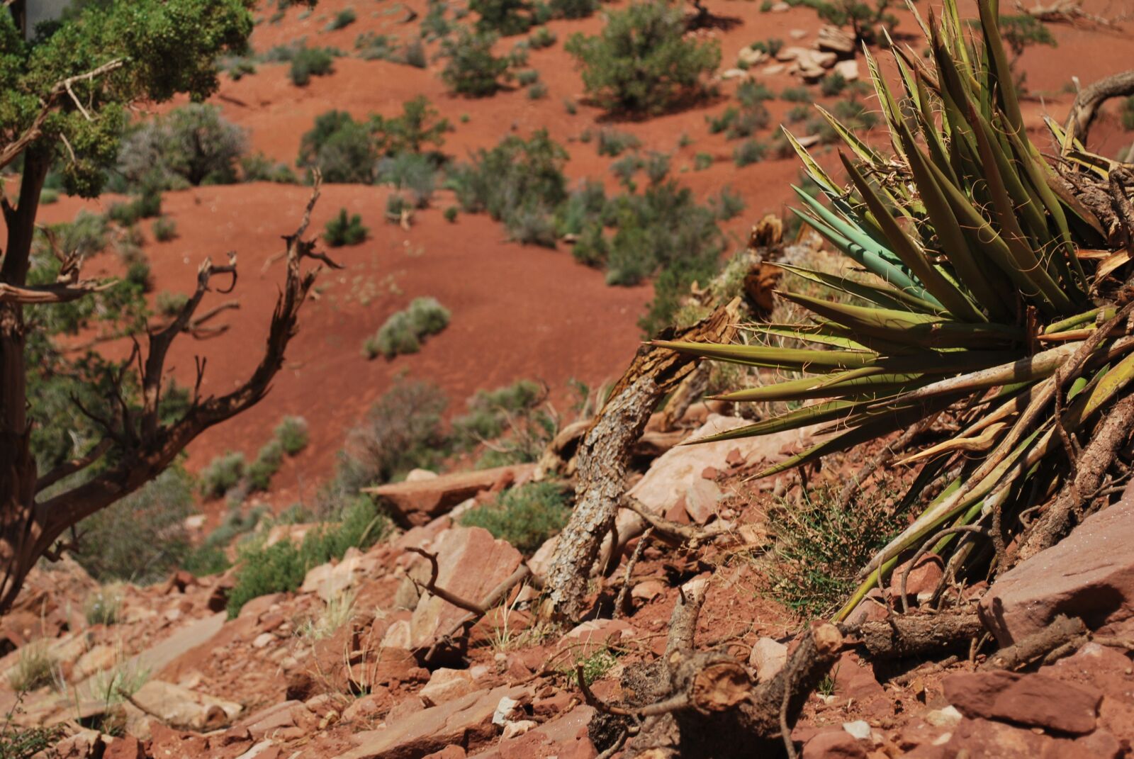 Nikon D60 sample photo. Grand canyon, arizona, desert photography