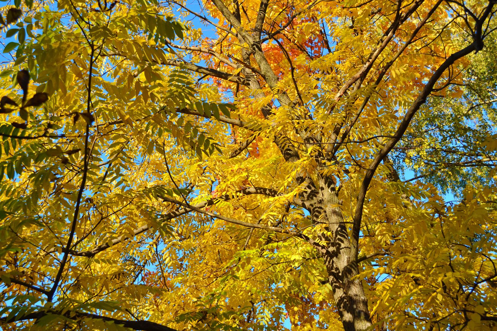 Nikon D3100 sample photo. Fall, autumn, leaves photography
