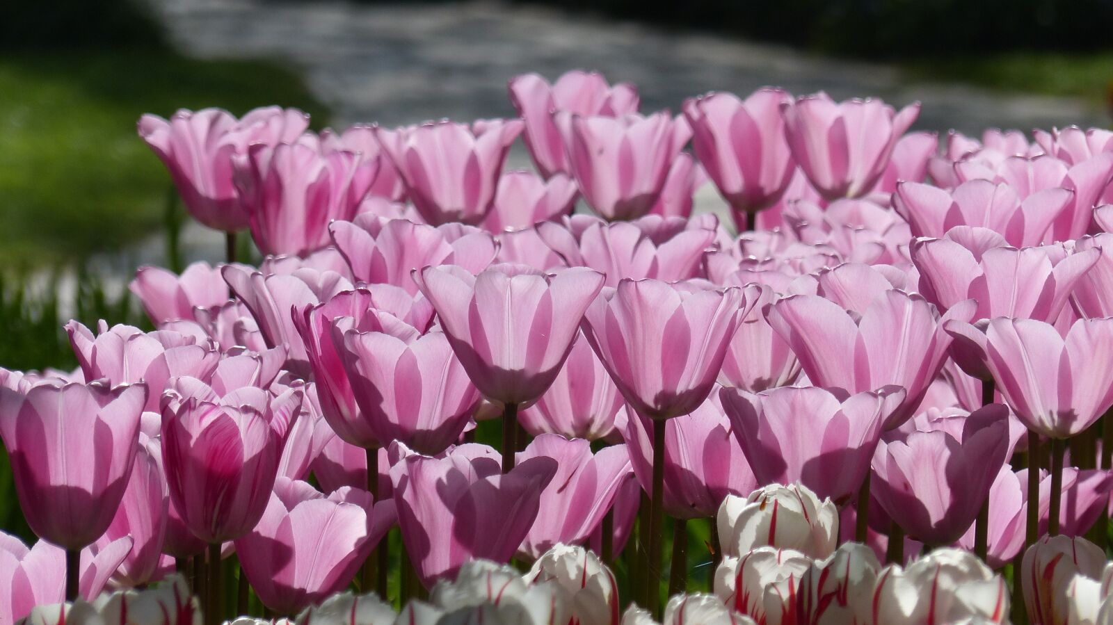 Panasonic Lumix DMC-FZ200 sample photo. Tulip, flower, garden photography