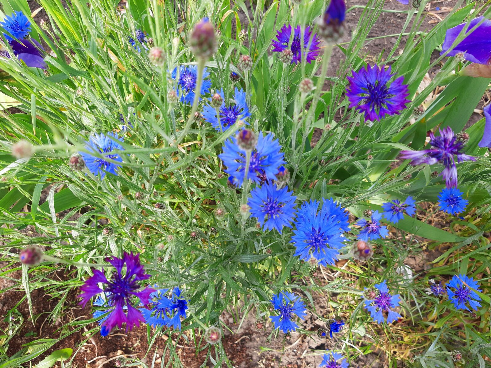 Samsung Galaxy A50 sample photo. Meadow, flowers, spring photography