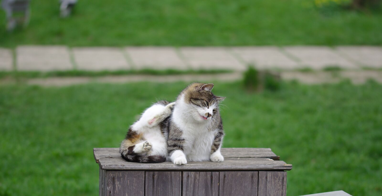 Canon EOS 600D (Rebel EOS T3i / EOS Kiss X5) sample photo. Cat, cute, fluffy photography