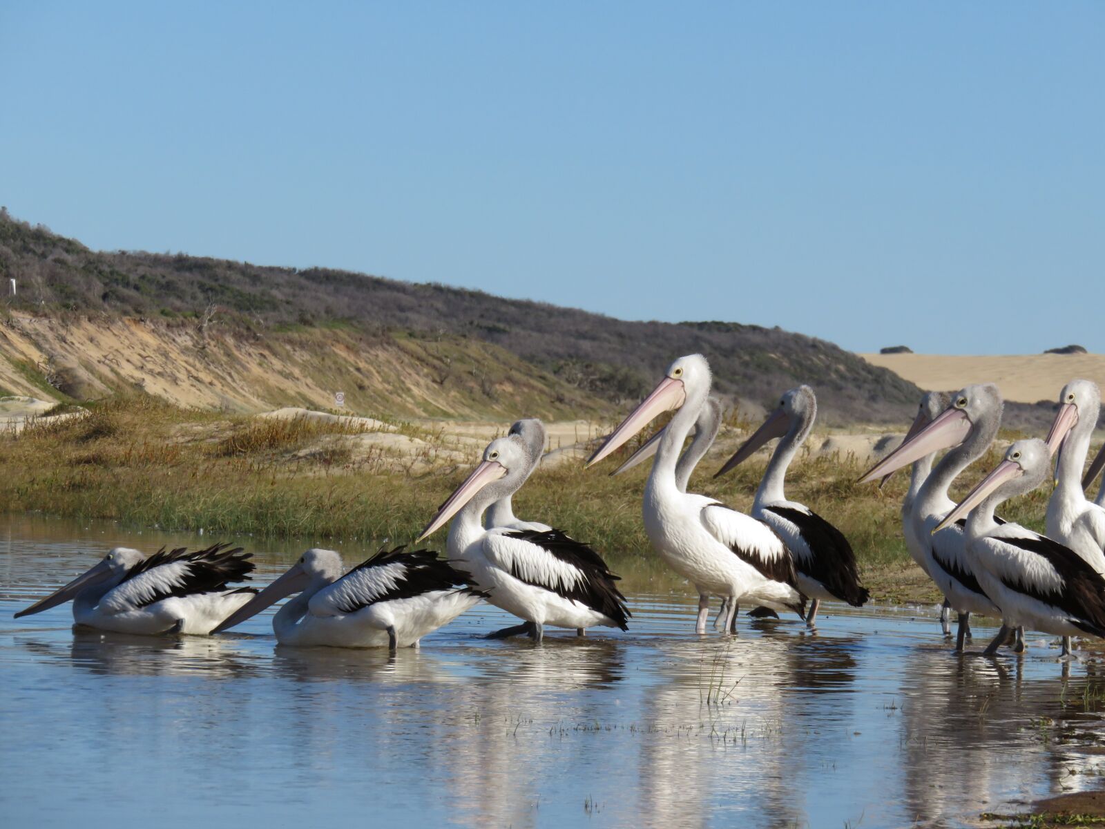 Canon PowerShot SX700 HS sample photo. Pelikan, fraser island, australia photography