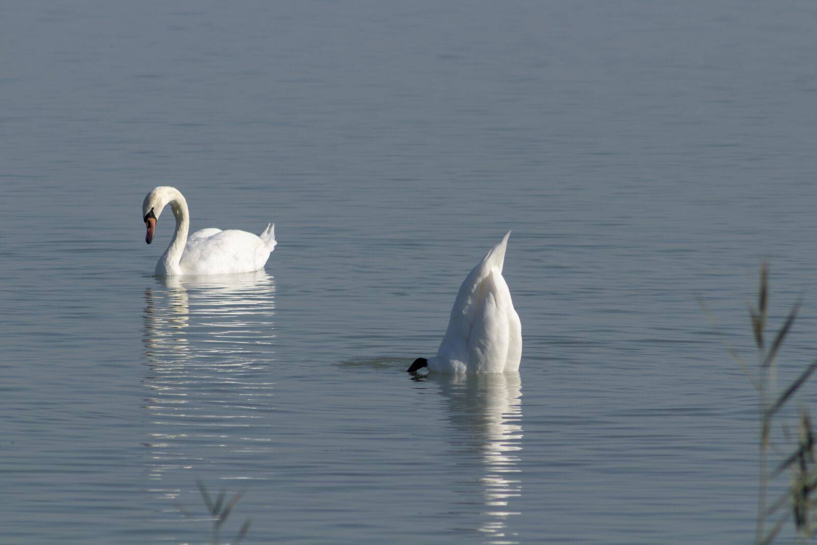 Canon EF75-300mm f/4-5.6 sample photo. Mute swan, bird, swim photography