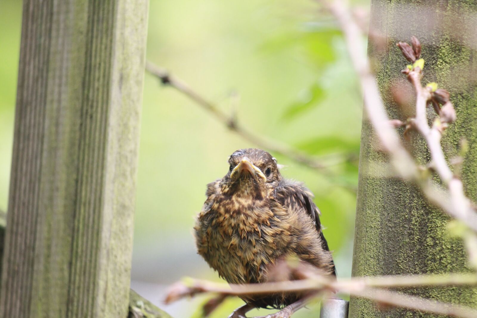Canon EOS 50D sample photo. Sparrow, chick, nature photography