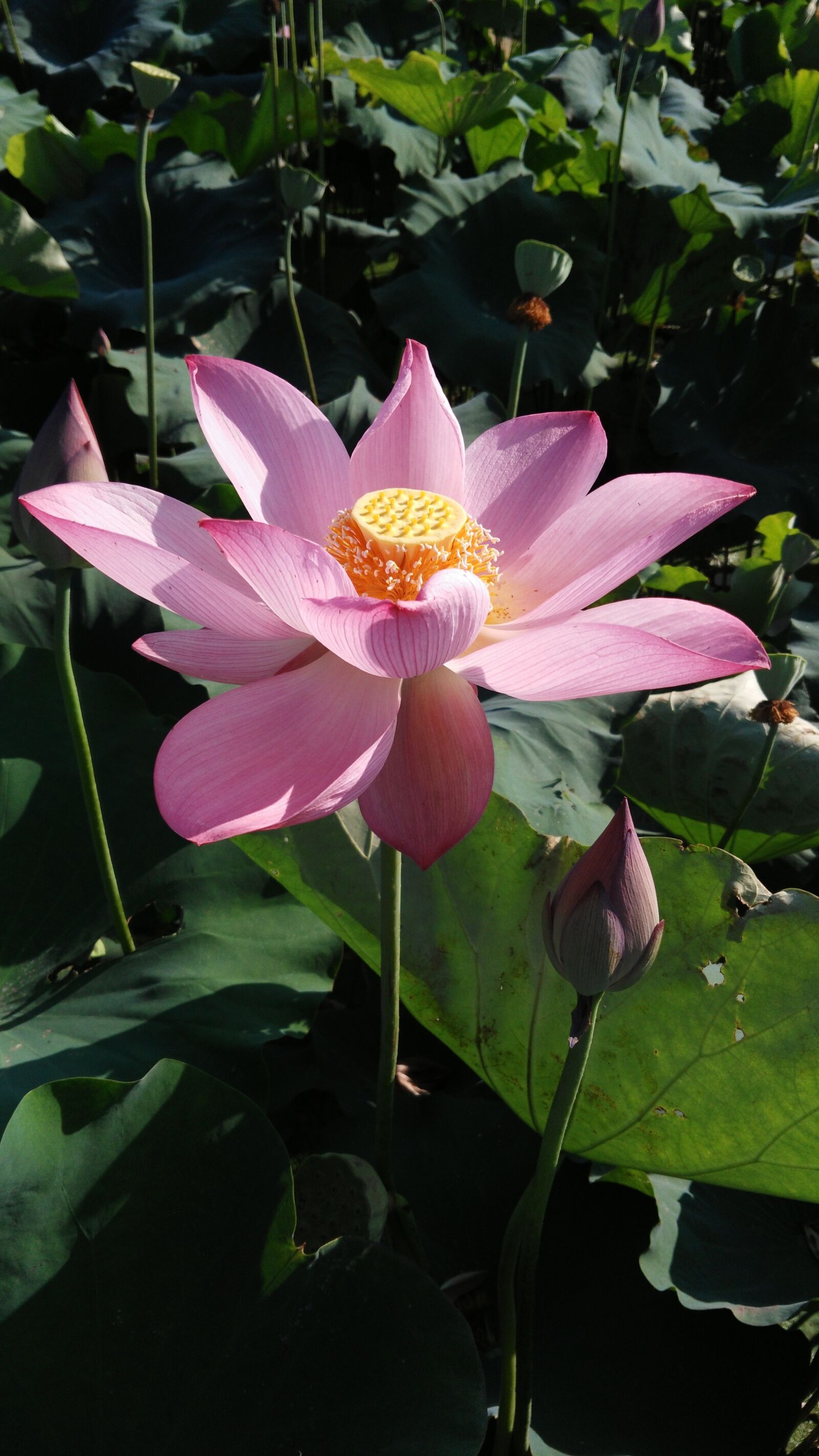HUAWEI Che1-CL20 sample photo. Lotus, summer, good weather photography
