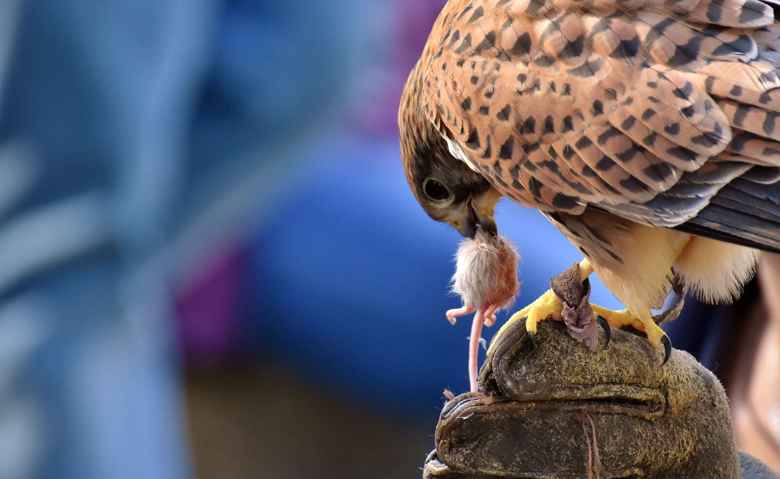 Nikon D7200 sample photo. Falcon, bird, prey photography