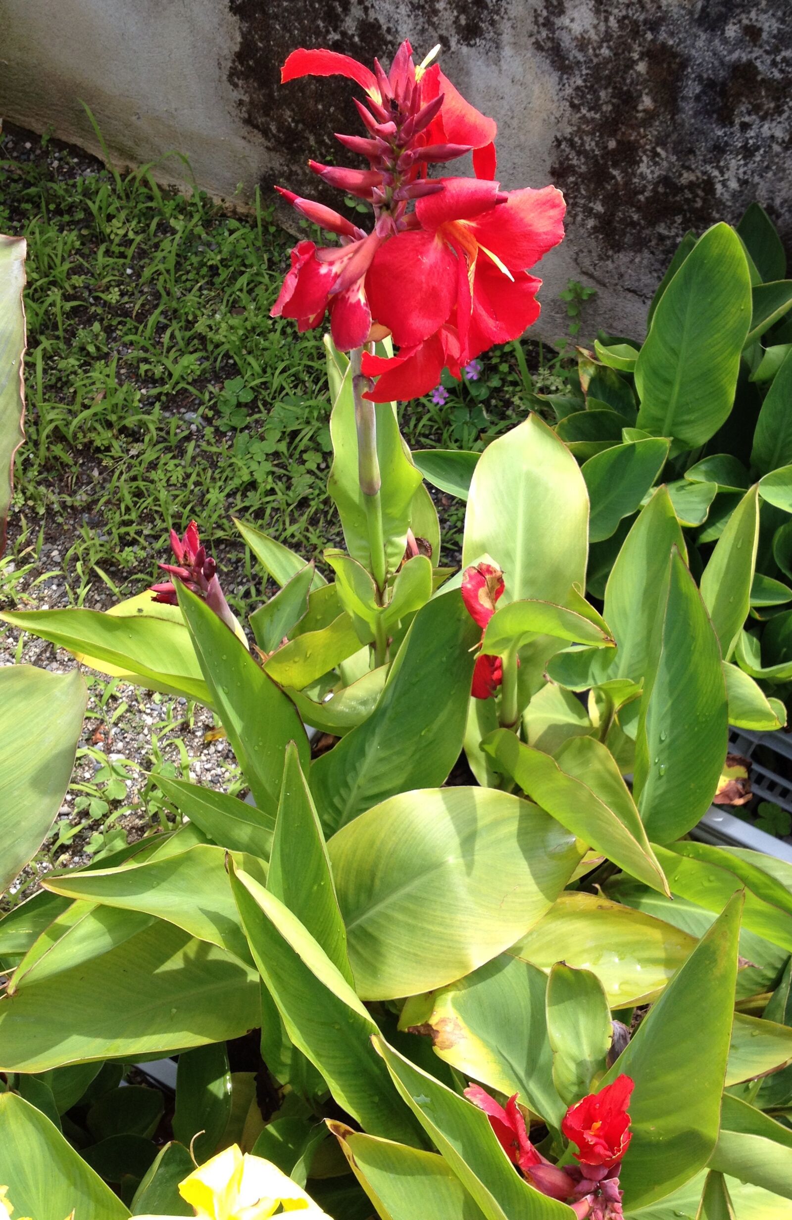 Apple iPhone 4S sample photo. Flower, garden, botany photography