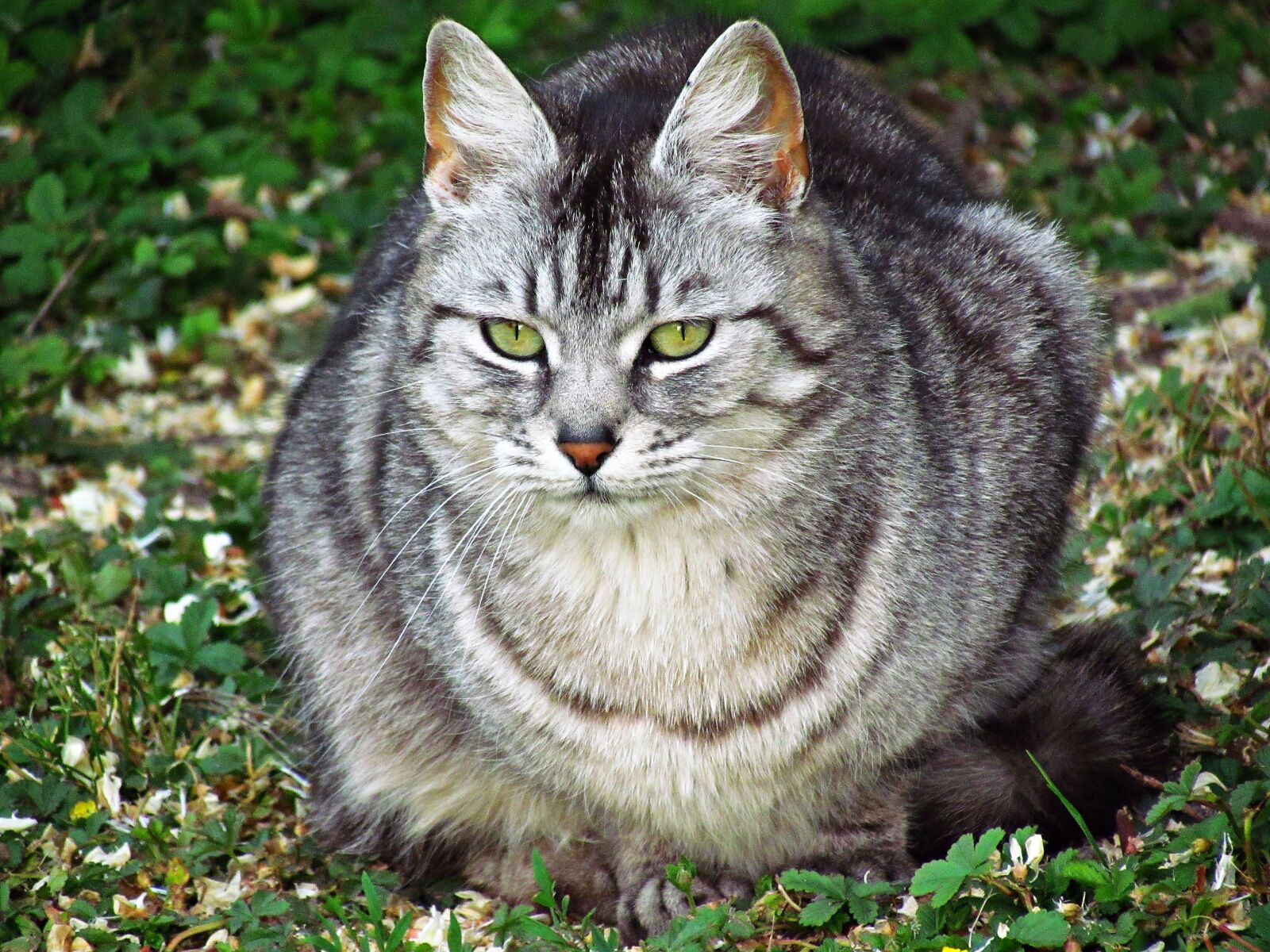 Canon PowerShot SX30 IS sample photo. Cat, kitten, domestic cat photography