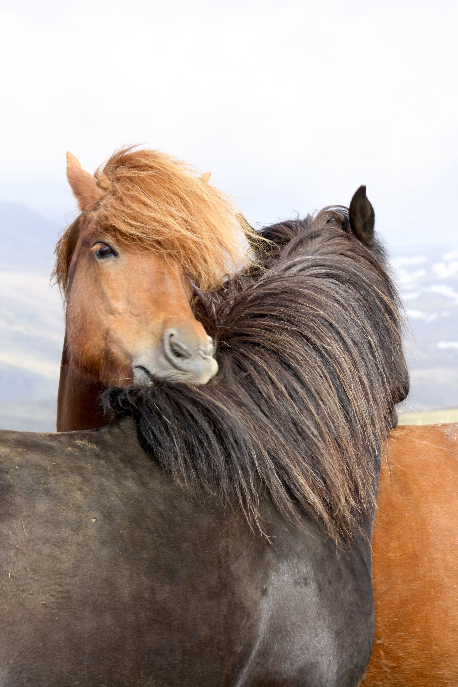 Canon EOS 1000D (EOS Digital Rebel XS / EOS Kiss F) sample photo. Horses, icelanders, iceland horse photography