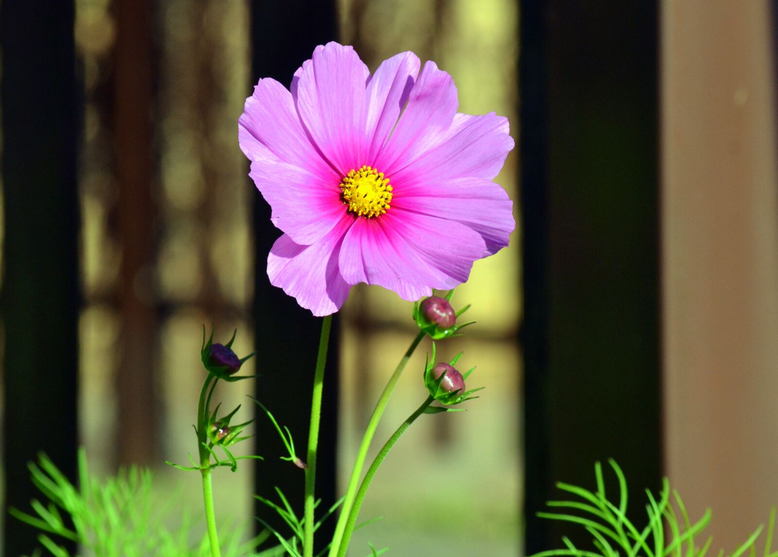 Nikon D3100 sample photo. Blooming, spring, pink photography