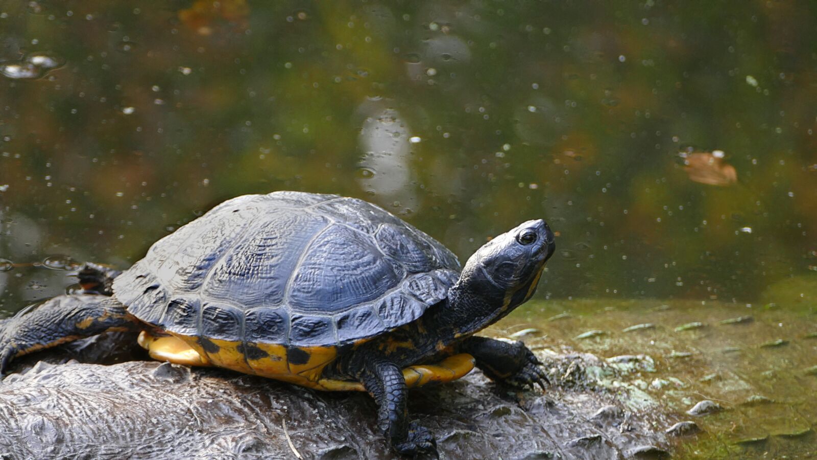 Panasonic Lumix DMC-FZ1000 sample photo. Turtle, slow, shell photography