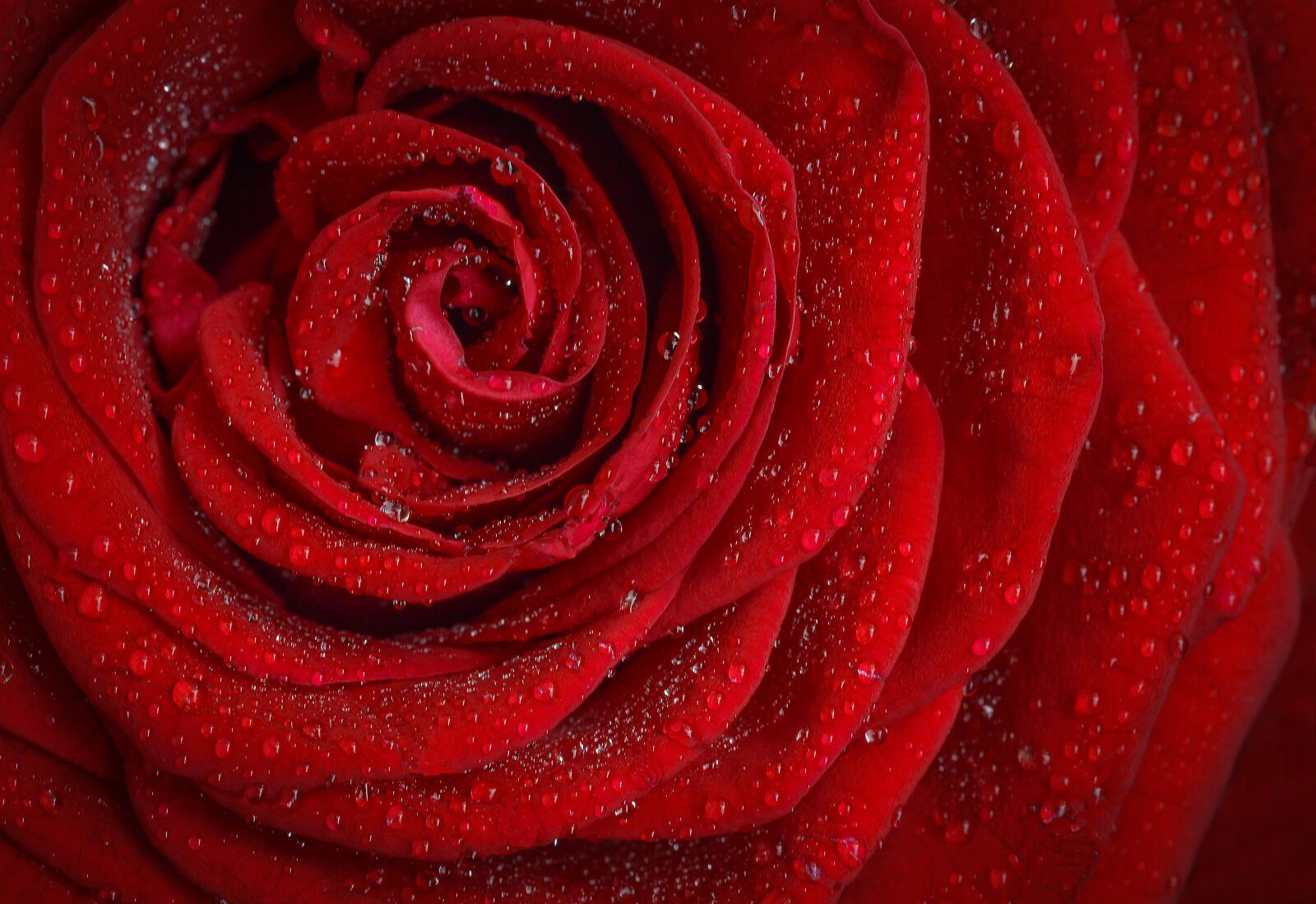 Nikon D3200 sample photo. Rose, red, flower photography
