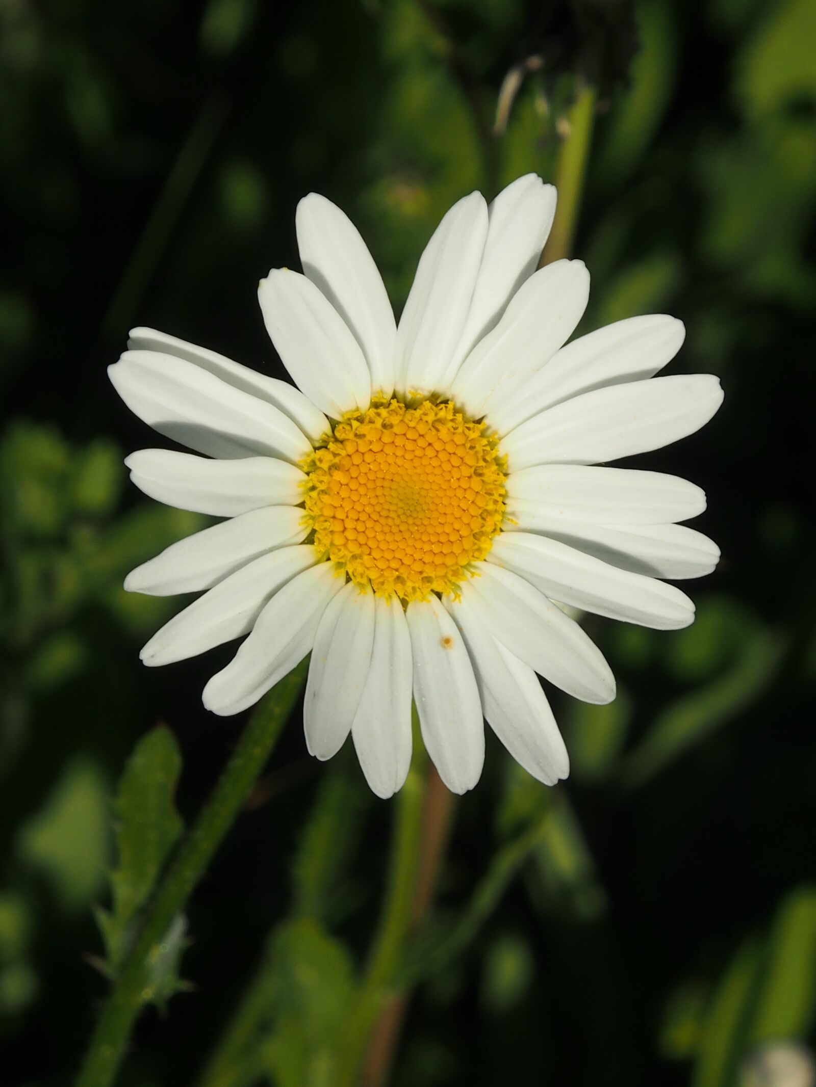 Olympus OM-D E-M5 sample photo. Margarite, blossom, bloom photography