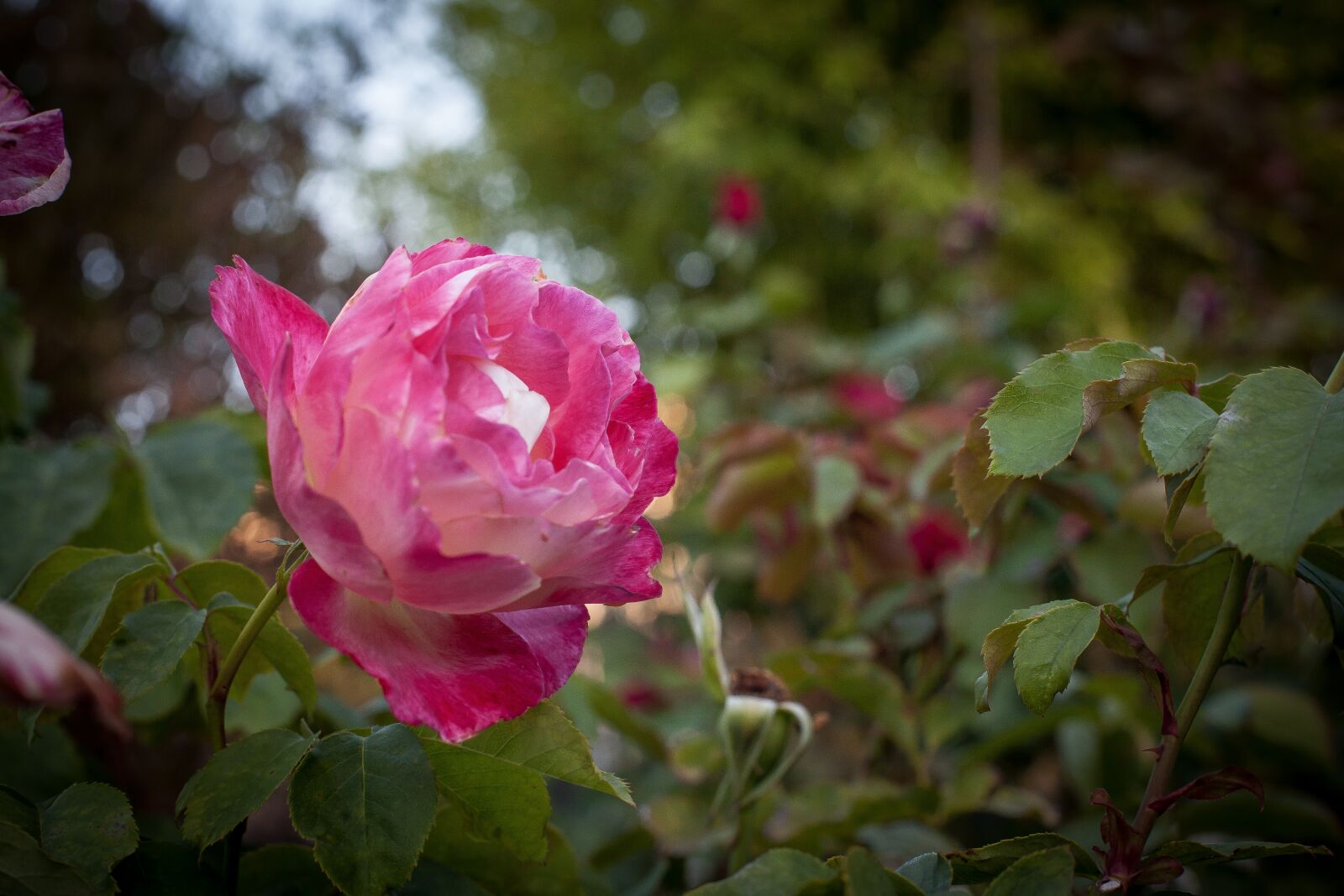 Canon EOS 5D + Canon EF 50mm F1.4 USM sample photo. Flower, throat, the garden photography