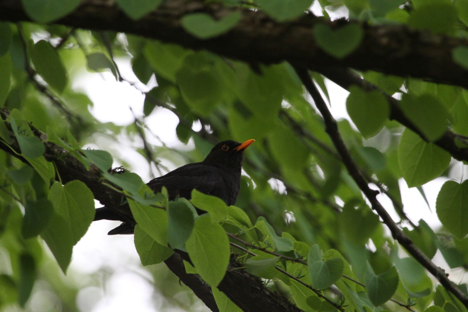 Canon EF 100-400mm F4.5-5.6L IS USM sample photo. Bird, nature, tree photography