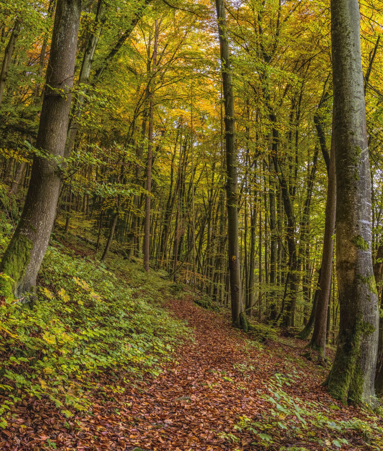Sony a6300 + Sigma 30mm F2.8 EX DN sample photo. Trail, forest, trees photography