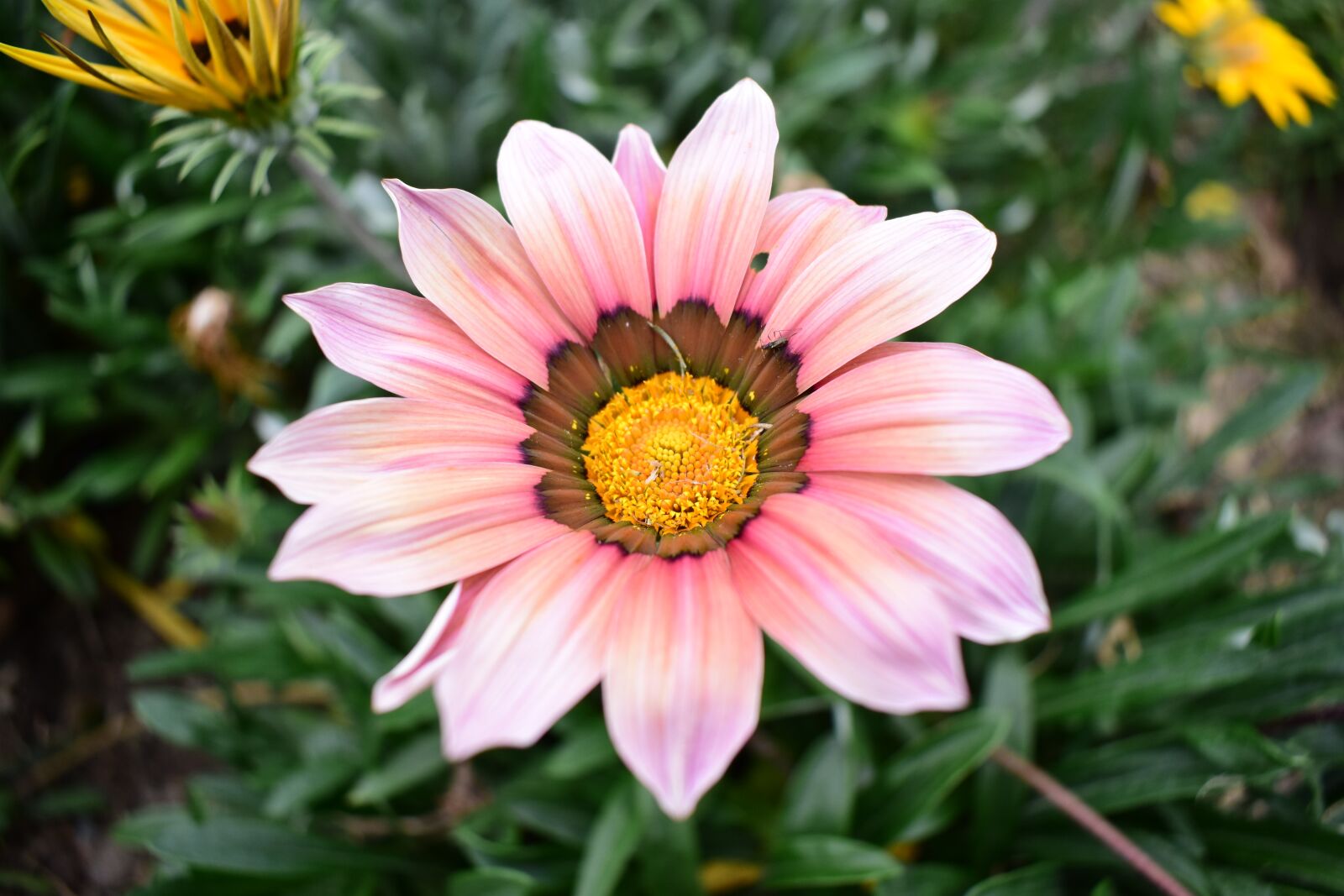 Nikon D3400 sample photo. Nature, flower, plant photography