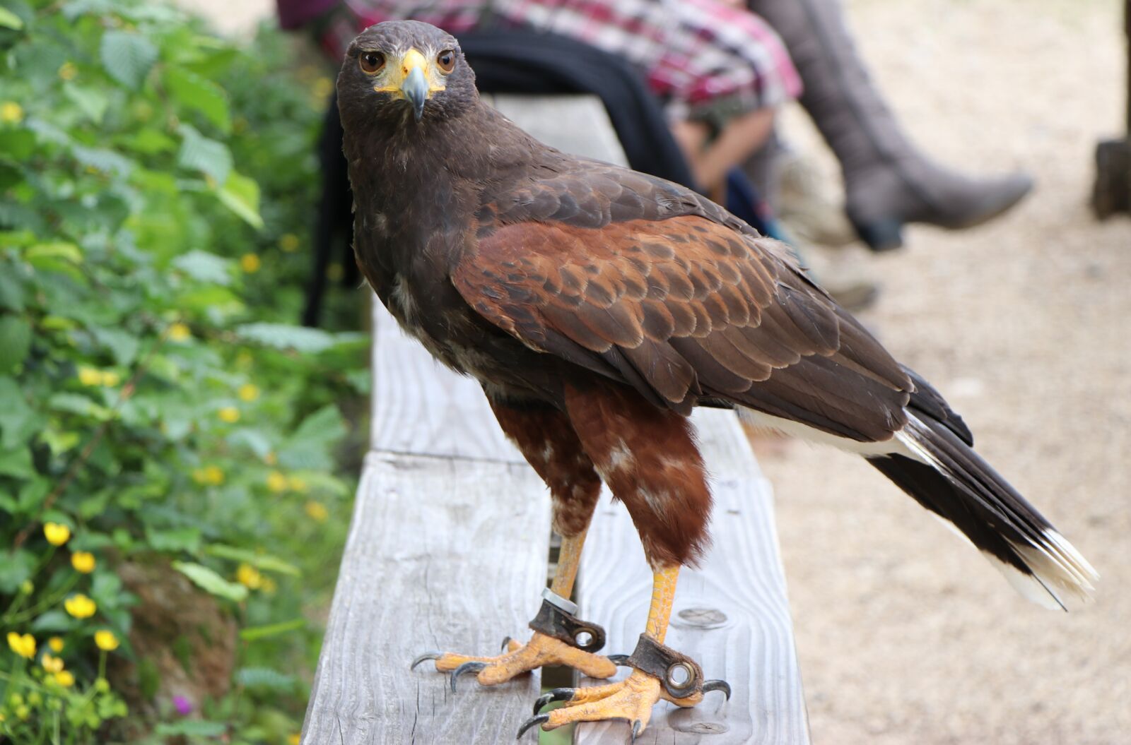 Canon EF-S 18-135mm F3.5-5.6 IS USM sample photo. Harris hawk, bird, raptor photography